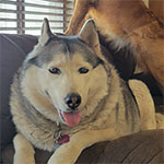 Primary Pet Care client review from Tina Leon