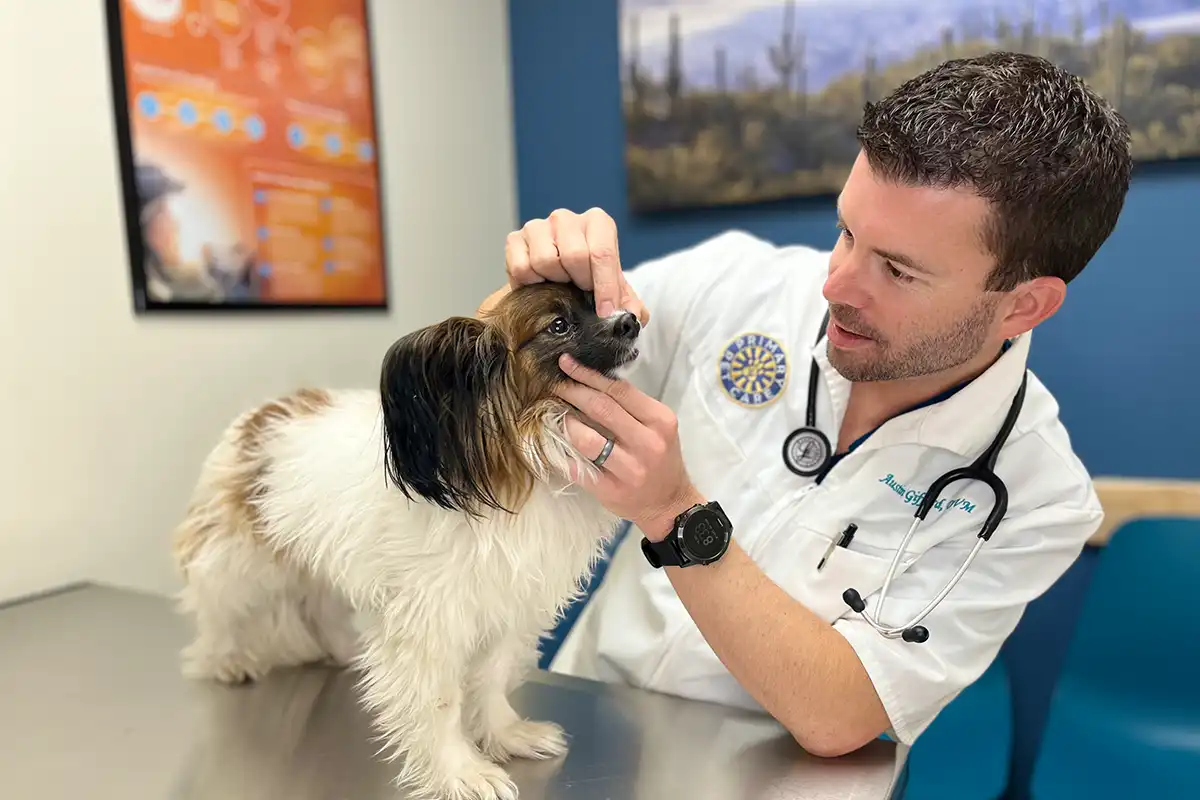 Dr. Austin Gifford examining a dog at Primary Pet Care in Mesa, Arizona