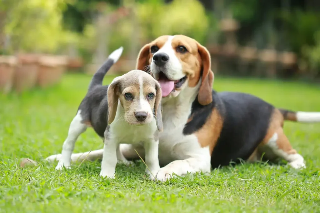 Adult beagle resting beside a beagle puppy outdoors